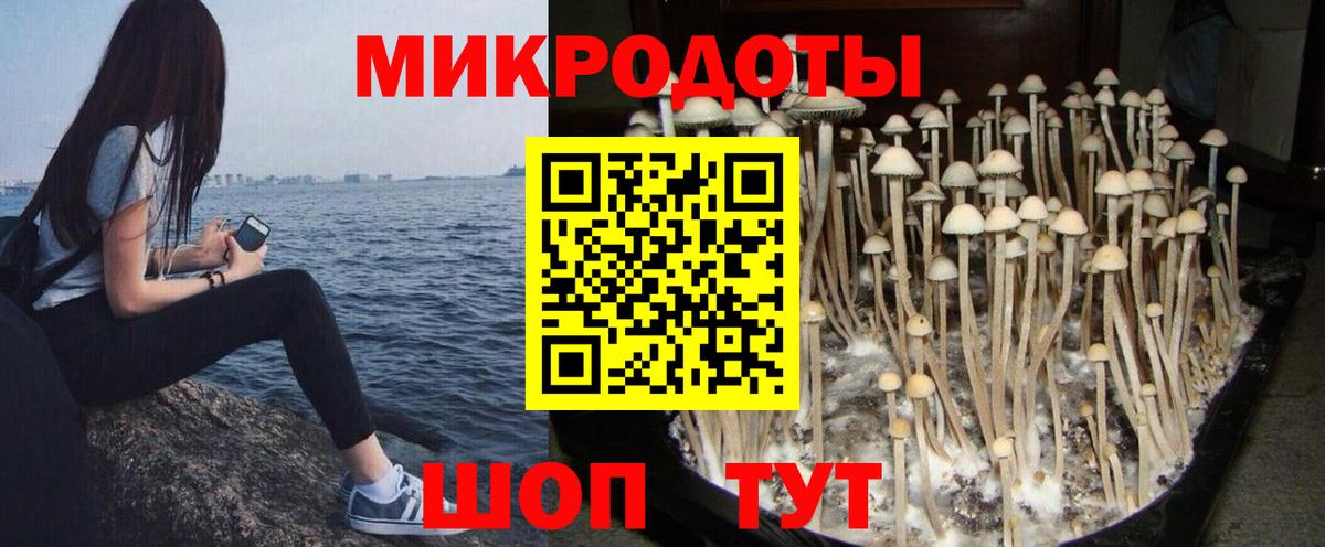 Псилоцибиновые грибы Psilocybine cubensis Кинешма